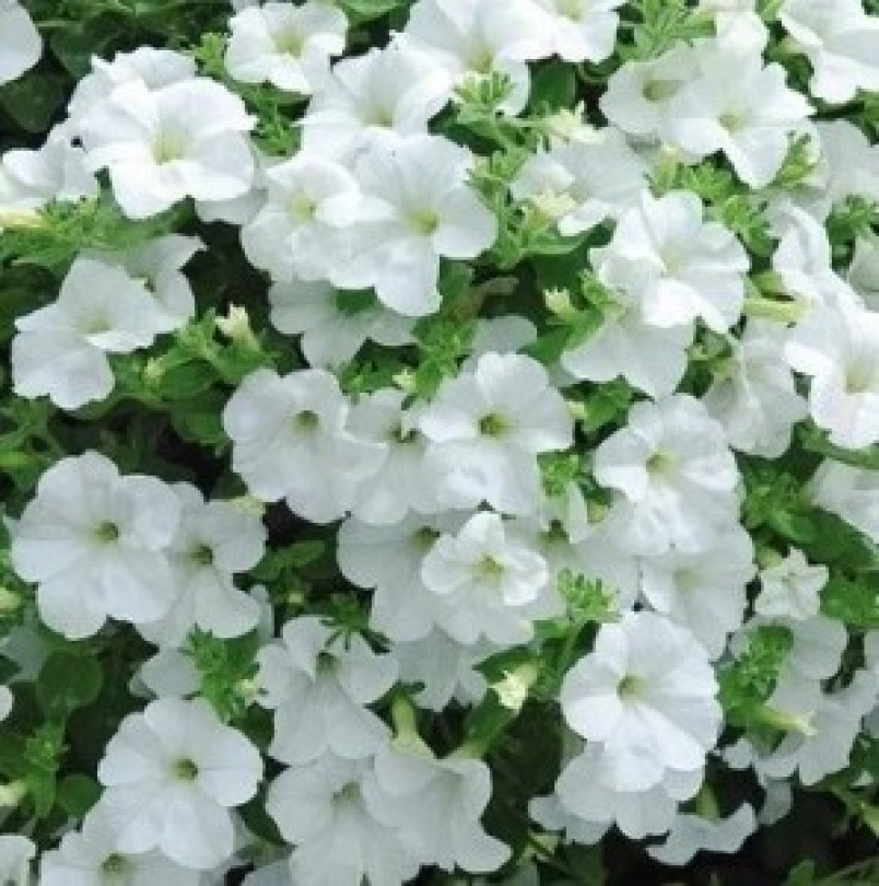 fanf white_300x300_300x300_300x300